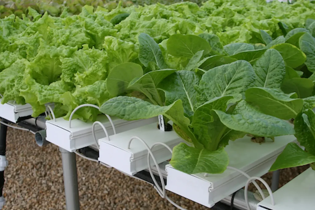 Is Hydroponic Gardening Worth It for Beginners? 2 hydroponic gardening