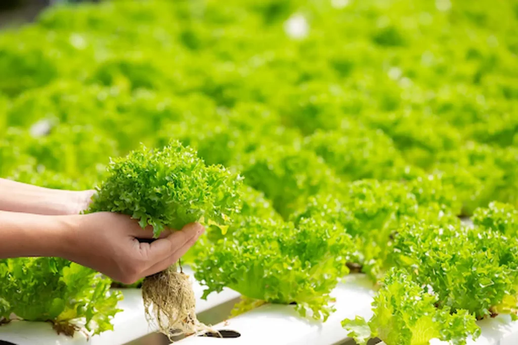Is Hydroponic Gardening Worth It for Beginners? 3 hydroponic gardening