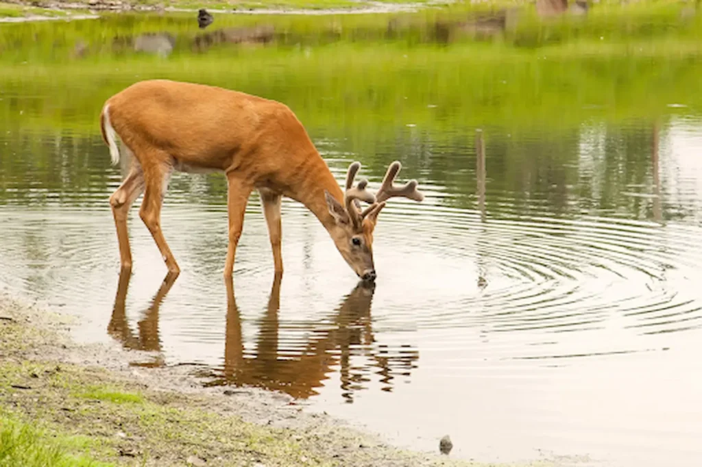 support wildlife conservation at home