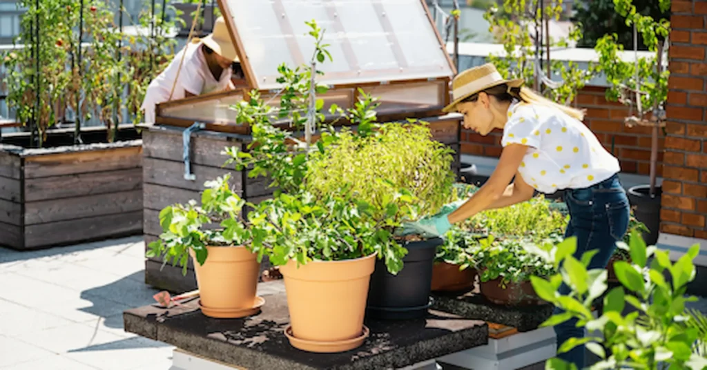 How to Start a Rooftop Garden in Small Apartments? 3 rooftop garden in small apartments