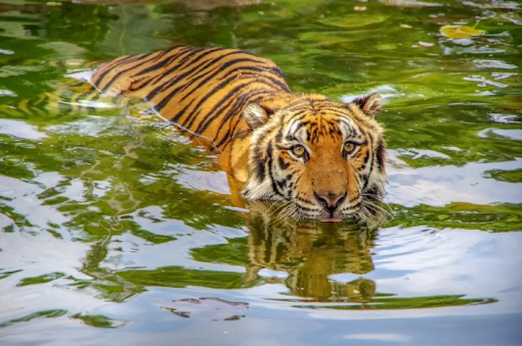 Why Is Wildlife Conservation Important in the USA? 1 Wildlife Conservation Important in the USA