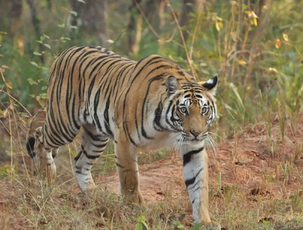 Why Is Wildlife Conservation Important in the USA? 2 Wildlife Conservation Important in the USA