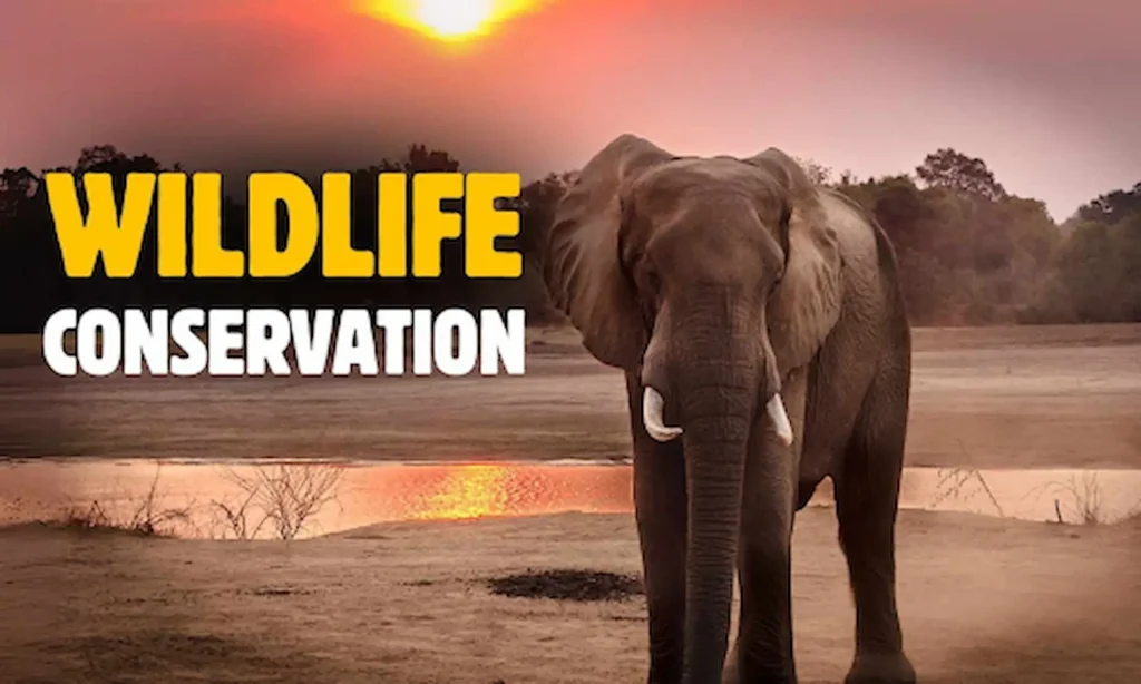 Why Is Wildlife Conservation Important in the USA? 3 Wildlife Conservation Important in the USA