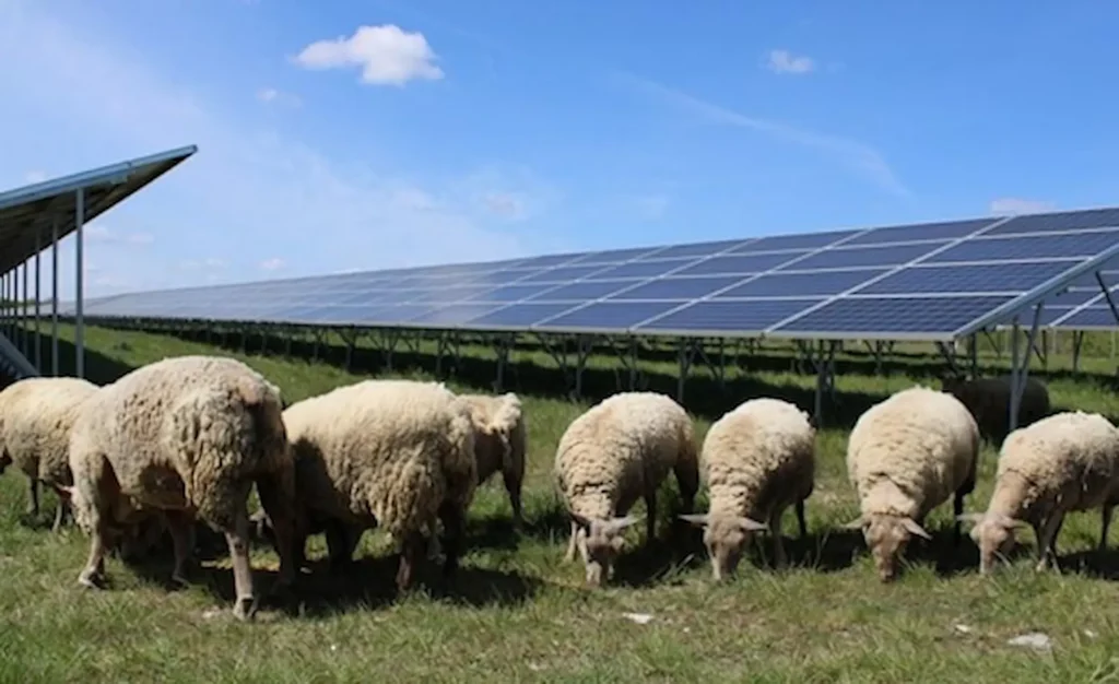 Why Is Wildlife Conservation Important in the USA? 6 Wildlife Conservation Important in the USA