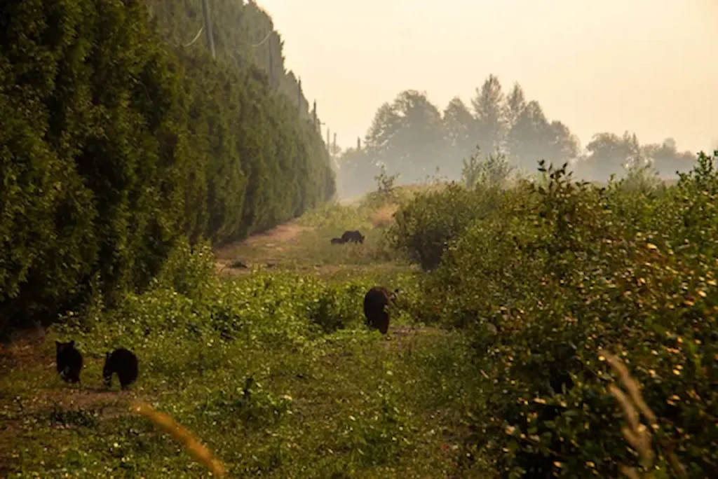 Why Is Wildlife Conservation Important in the USA? 7 Wildlife Conservation Important in the USA