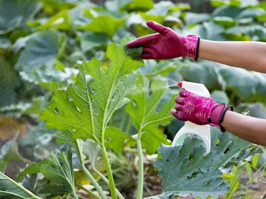 What Pests Are Common in Urban Container Gardens? 3 urban container garden