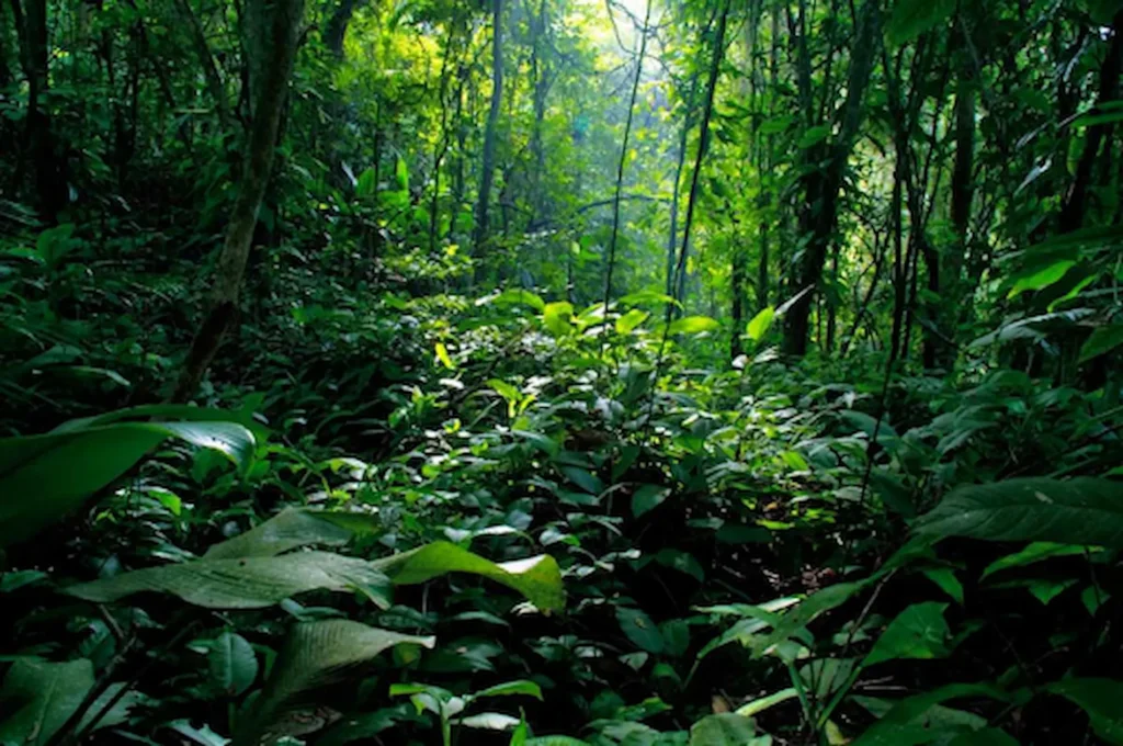 What Are Biodiversity Hotspots in the United States? 4 biodiversity hotspots in the United States