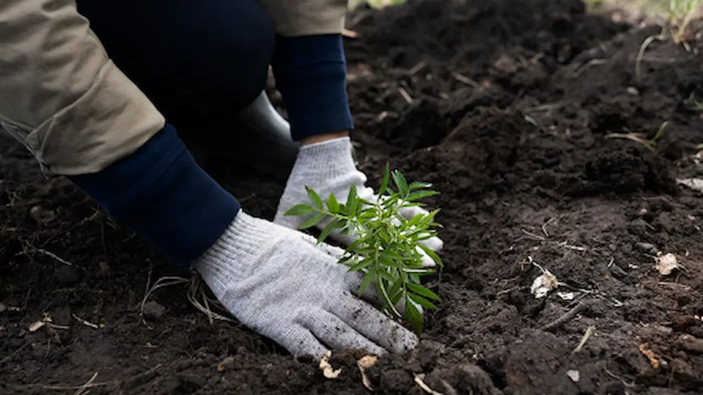 How Reforestation Helps Wildlife in the United States 1 reforestation