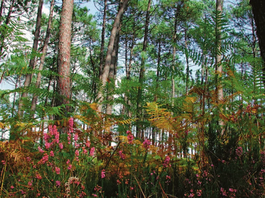 How Reforestation Helps Wildlife in the United States 2 reforestation