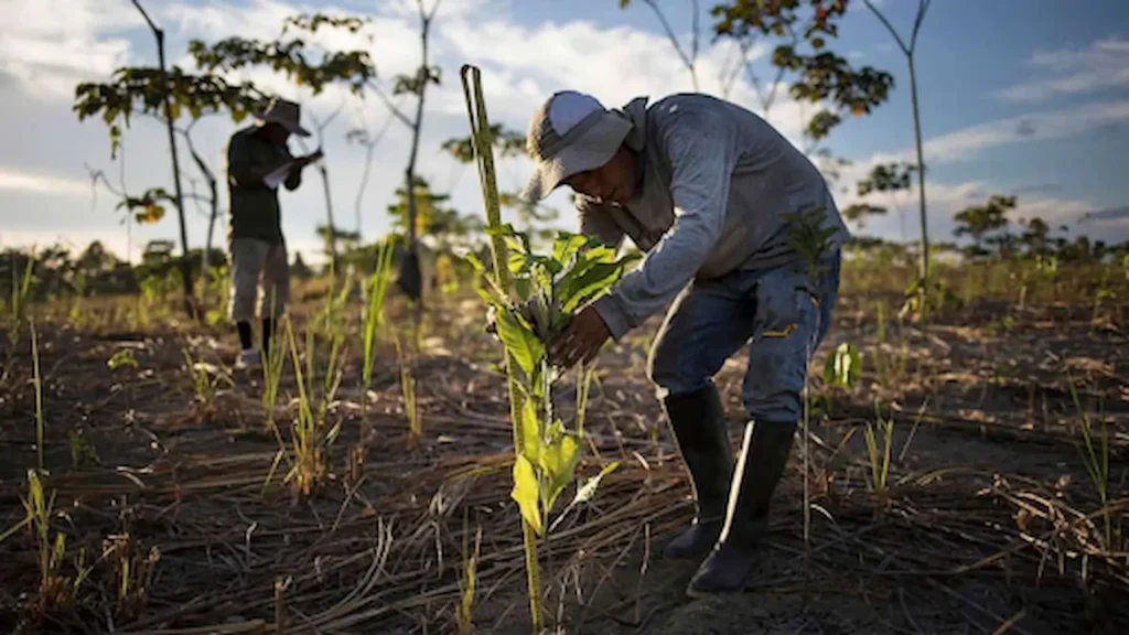 How Reforestation Helps Wildlife in the United States 3 reforestation